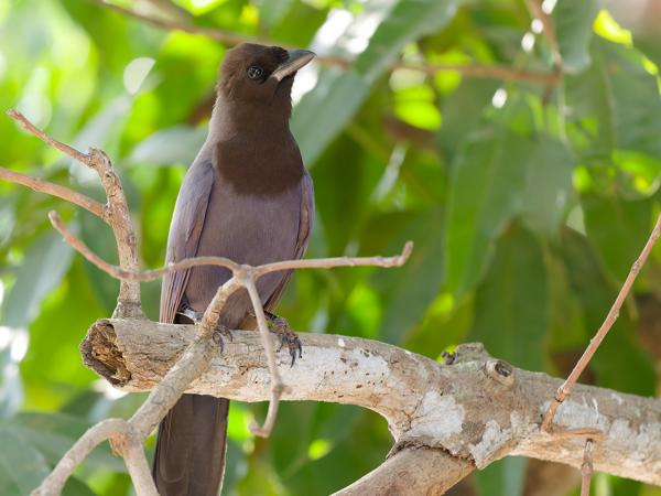 Purpergaai (Cyanocorax cyanomelas)